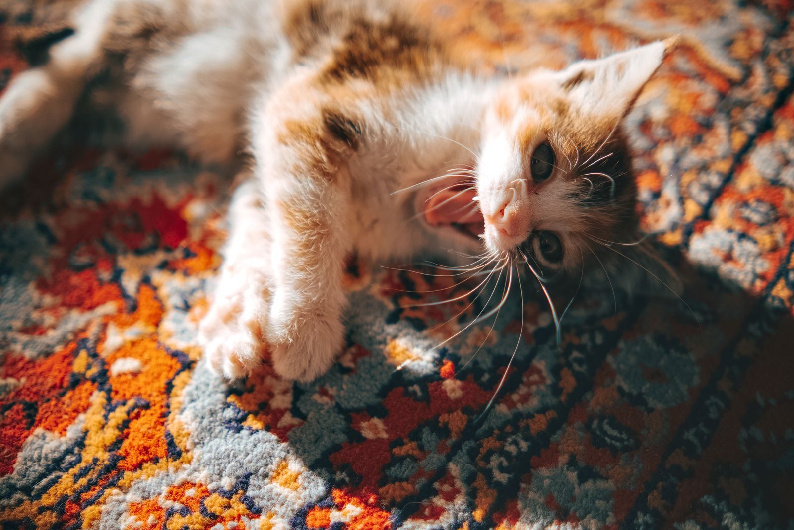 Cute yawning kitten on a colorful patterned rug, enjoying the warm sunlight.