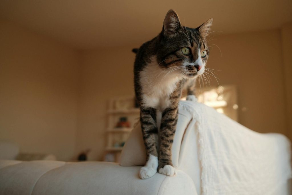 A tabby cat stands on a sofa with soft sunlight streaming into an indoor space.