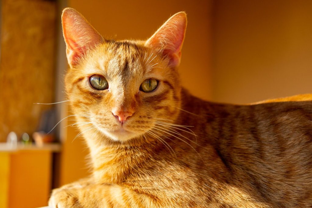 Charming close-up of a tabby cat lounging indoors, beautifully captured in warm lighting.