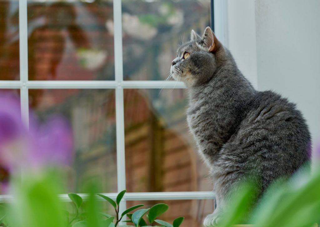 Chubby British Shorthair cat attentively gazing out a window, surrounded by greenery.