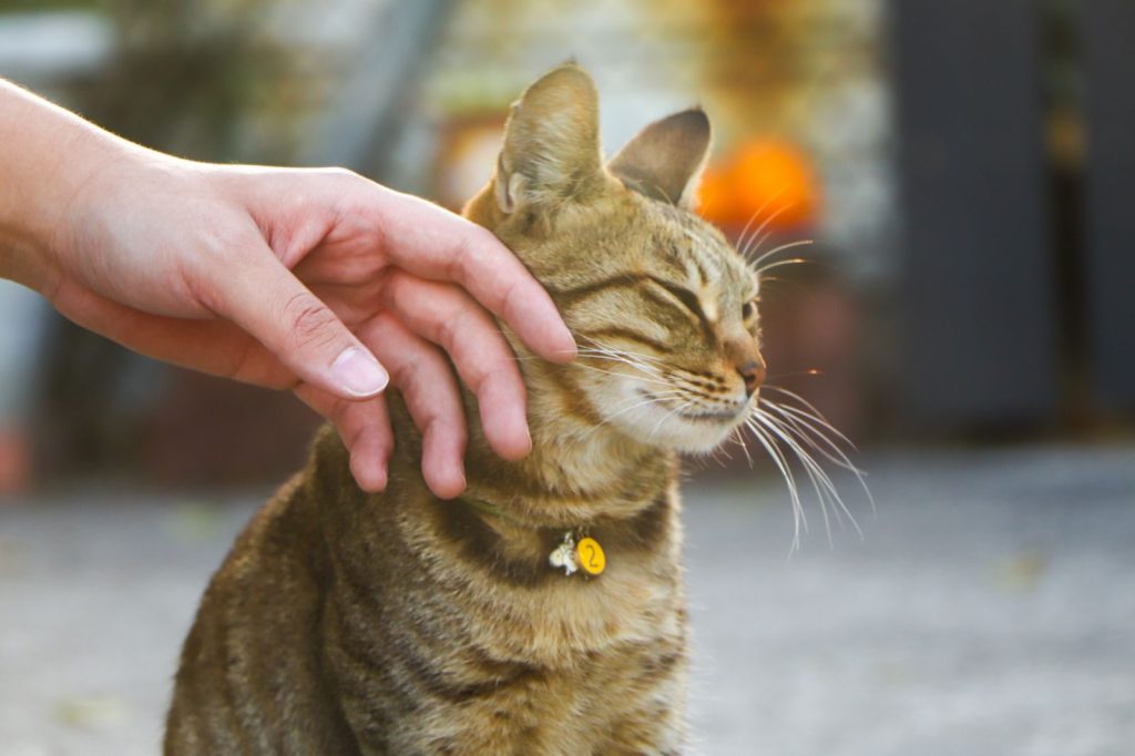 Human hand gently caressing a relaxed tabby cat with collar outdoors.