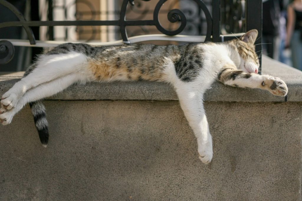 A tabby cat peacefully sleeping on a ledge in the afternoon sun, outdoors.