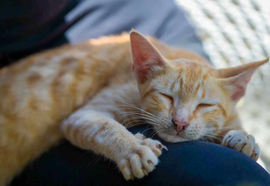 Ginger cat sleeping peacefully, showcasing cute and cozy pet moments indoors.