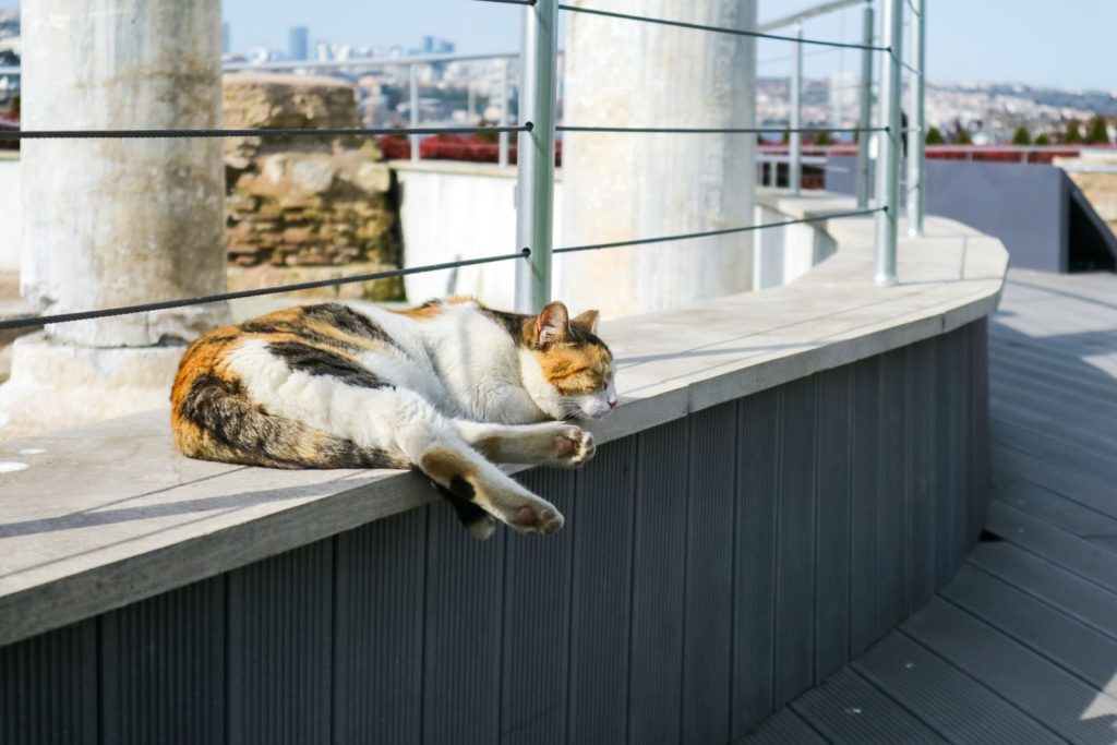 A calico cat peacefully sleeping on a concrete ledge in an urban setting during the day.