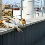 A calico cat peacefully sleeping on a concrete ledge in an urban setting during the day.