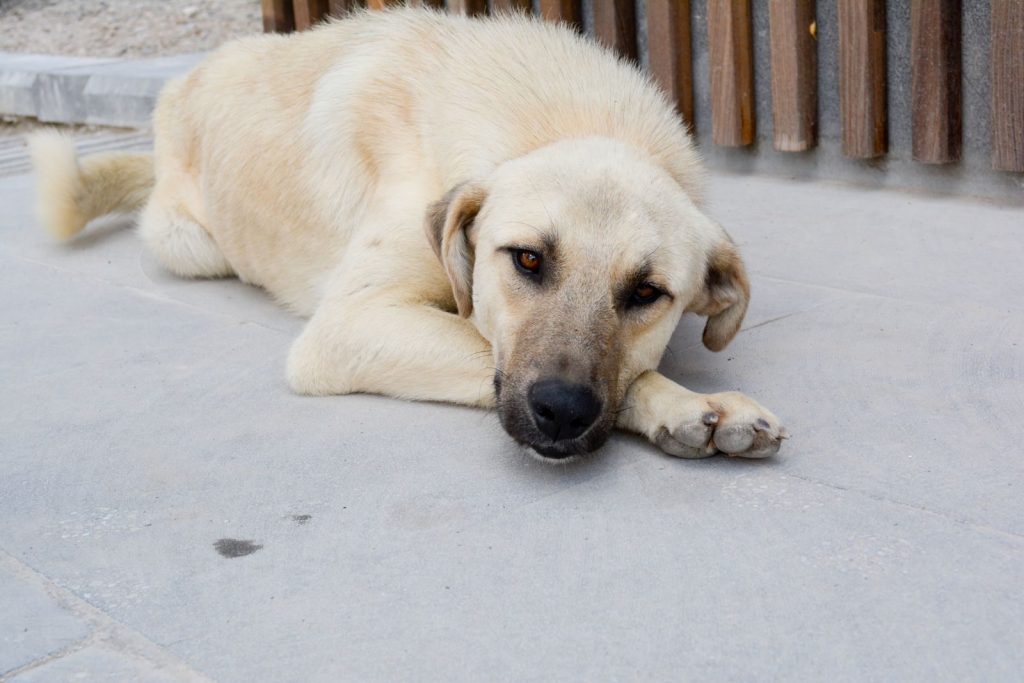 A calm Kangal dog, native to Türkiye, is resting outdoors on a concrete surface.