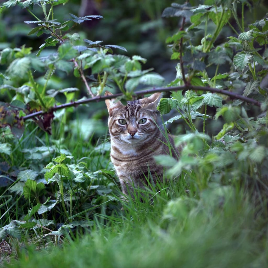A tabby cat blends into lush green foliage, creating a natural wildlife scene.