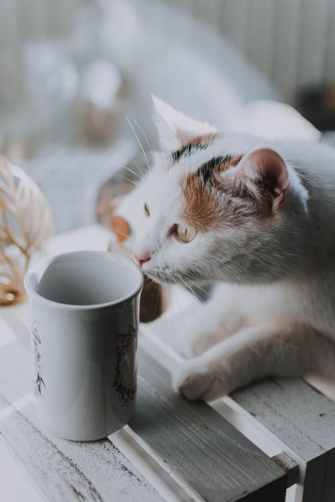 Cute cat investigating a coffee mug on a wooden table indoors.