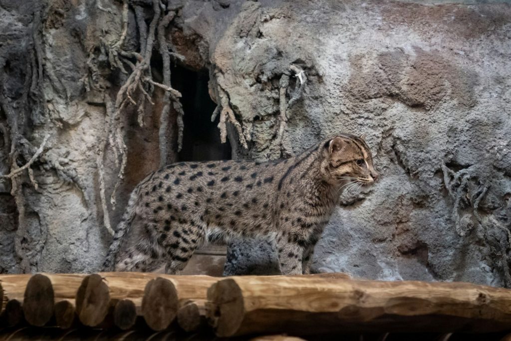 A fishing cat prowling in a zoo exhibit, surrounded by rocky terrain.