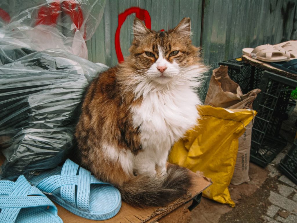 A fluffy cat sits outdoors surrounded by household items, conveying an urban feel.