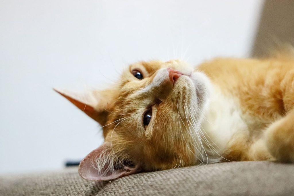 Close-up of a ginger cat lying comfortably on a sofa, showcasing its relaxed demeanor.