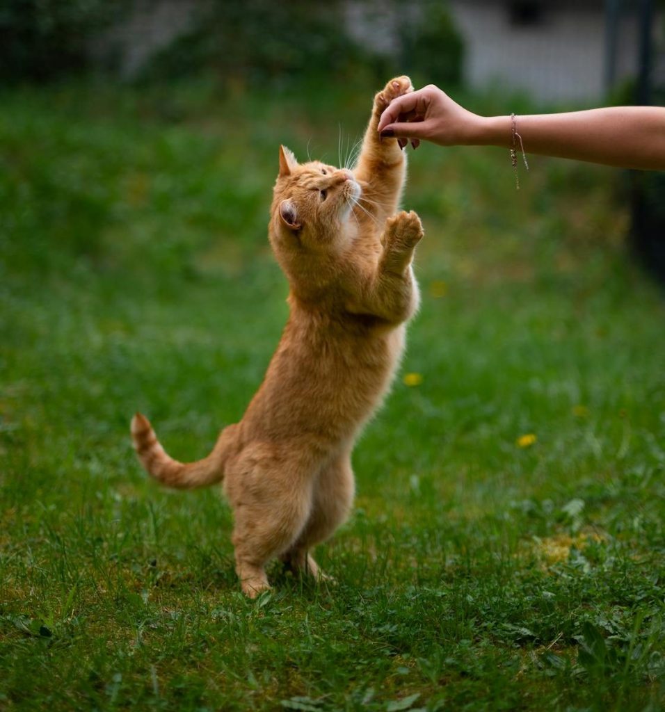 A playful ginger cat stands on hind legs reaching for a treat held by a person outdoors.