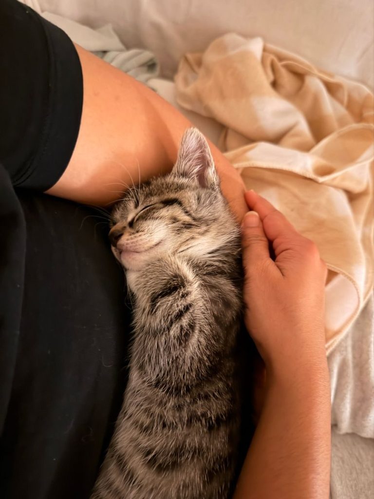 A peaceful tabby cat sleeps while being held gently, showcasing warmth and comfort.