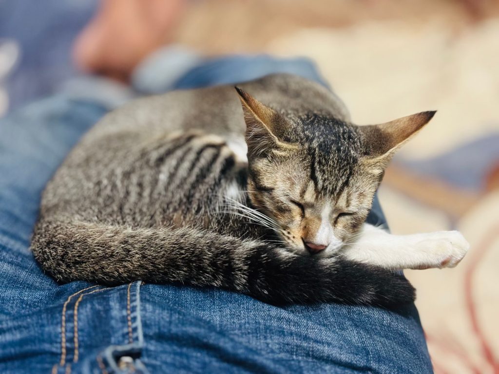 A cute tabby cat sleeping peacefully on a person's denim jeans indoors.