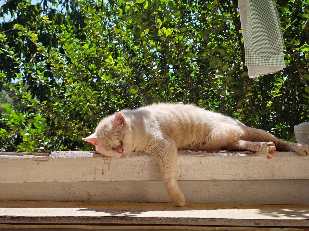 A fluffy white cat peacefully sleeping on a sunlit ledge, surrounded by lush green foliage.