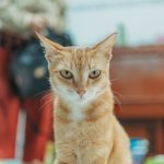 A ginger cat calmly sits indoors, looking directly at the camera, showcasing its serene demeanor.