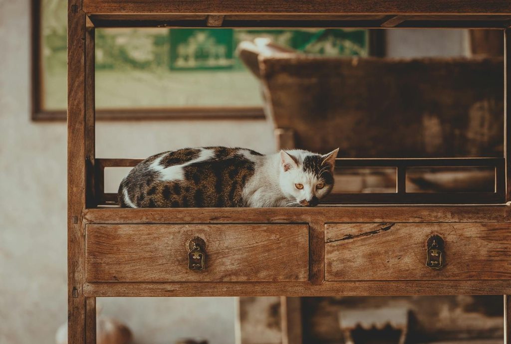 Cat lounging on wooden table indoors, conveying warmth and coziness in rustic setting.
