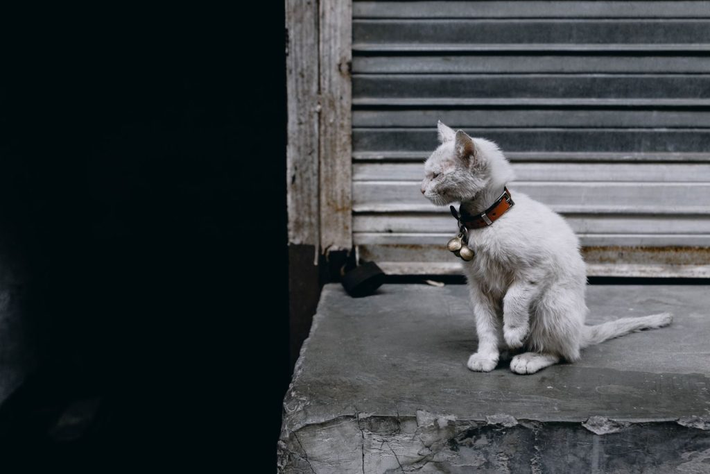 A white cat with a collar sitting on a platform outdoors next to a closed shutter in an urban setting.
