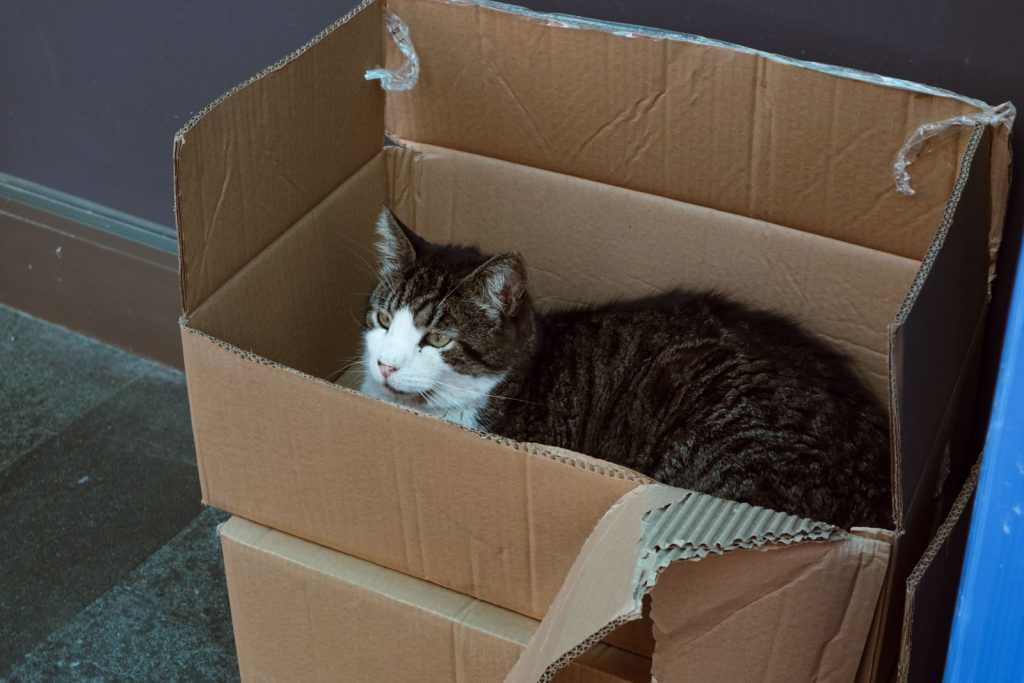 A tabby cat comfortably rests inside a cardboard box indoors.