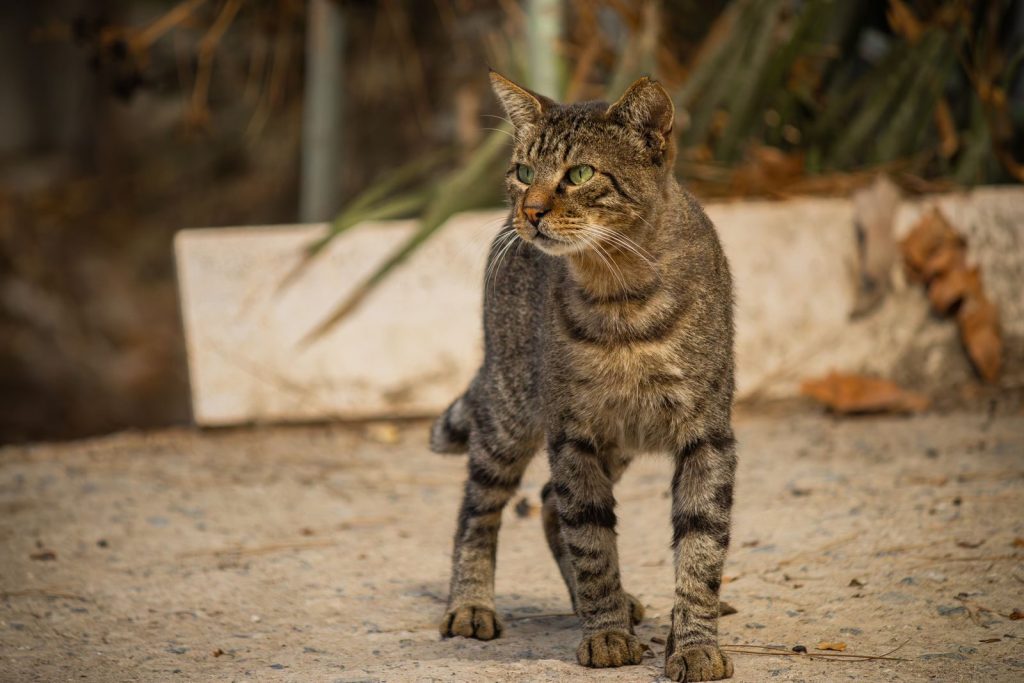 A stray tabby cat stands on a concrete path, displaying curiosity and alertness.