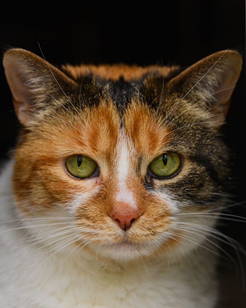 A detailed close-up of a calico cat's face showcasing its striking green eyes and mixed fur patterns.
