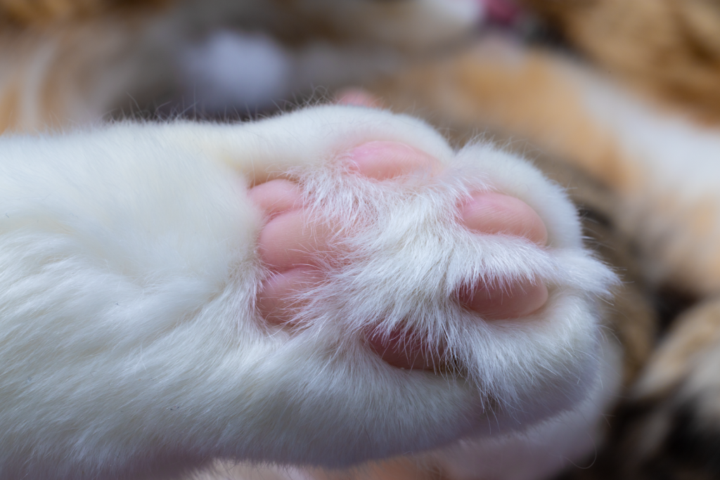 A detailed view of a fluffy cat's paw with pink pads, highlighting its softness.