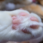 A detailed view of a fluffy cat's paw with pink pads, highlighting its softness.