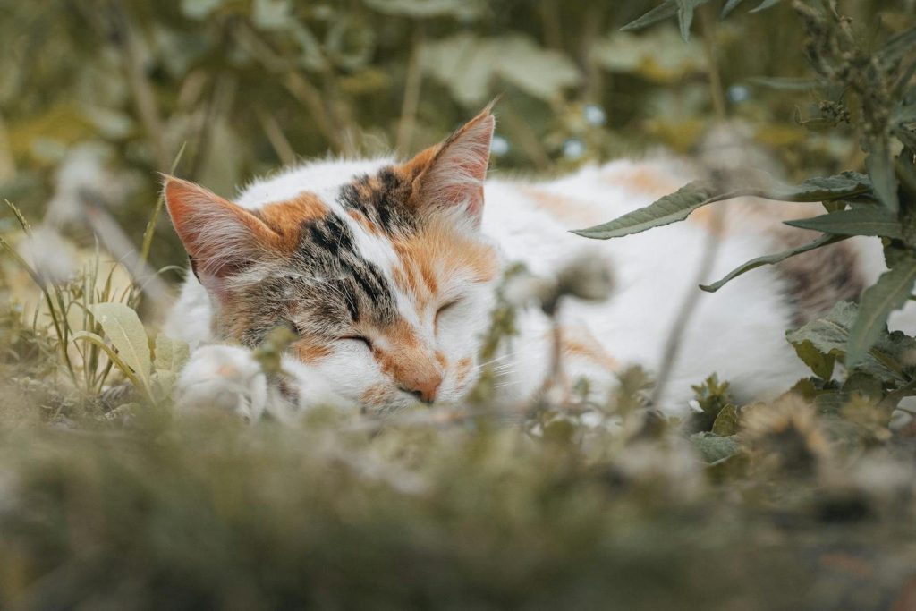 A serene calico cat sleeps among green plants, capturing tranquility in nature.