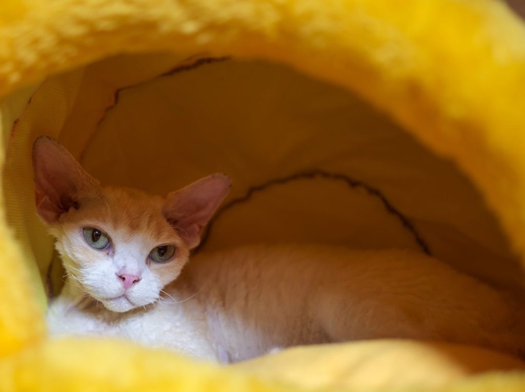 A Devon Rex cat relaxing in a warm, yellow bed, showing its distinct features and affectionate pose.