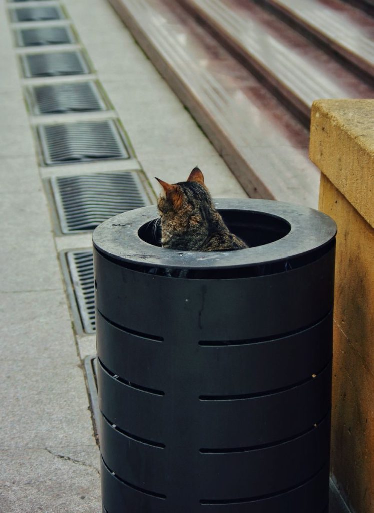 A cat comfortably resting inside a trash can on a city sidewalk, displaying urban wildlife behavior.