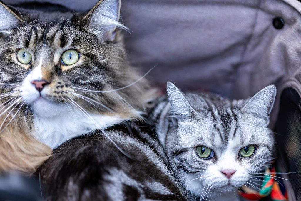 Charming close-up of two cats showcasing their distinct fur patterns and expressive eyes.