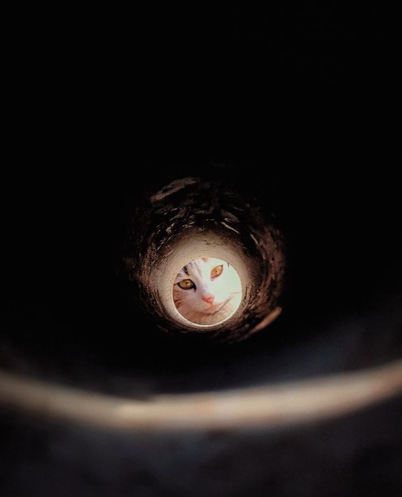 A cat's face is visible through a narrow tunnel, surrounded by darkness.