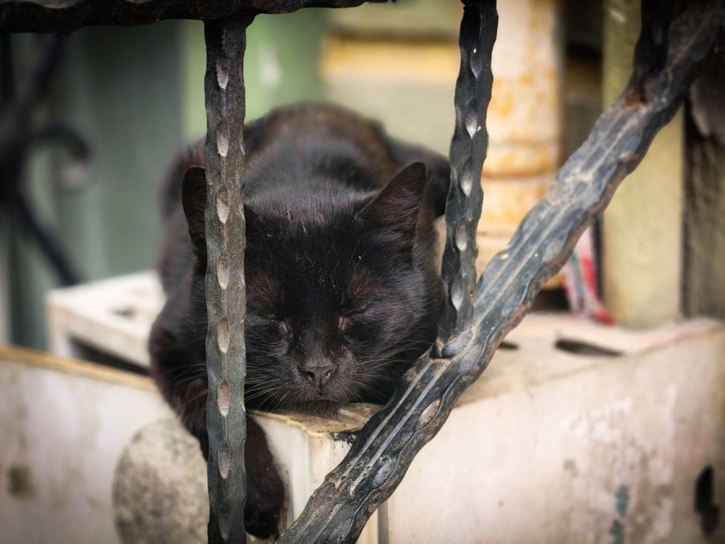 A peaceful black cat sleeping comfortably behind a decorative metal fence in Istanbul, Turkey.