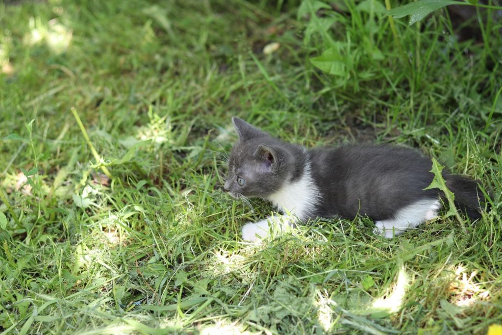 Cute grey and white kitten lying in lush green grass on a sunny day in Romania.