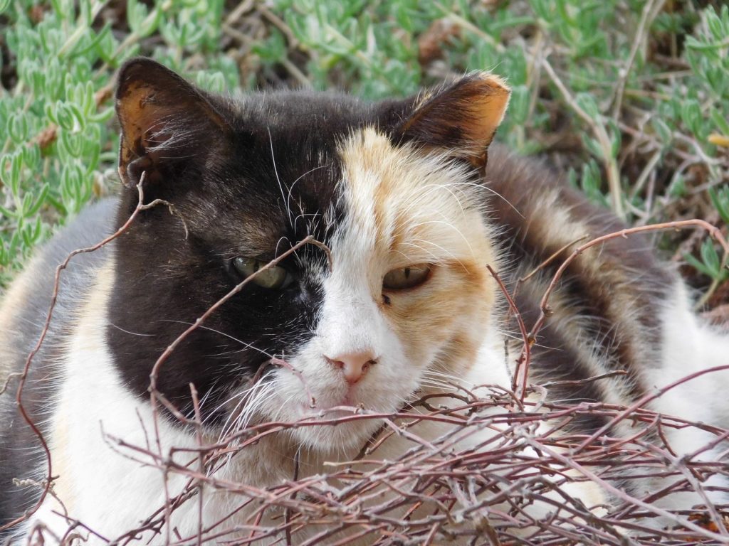 A calico cat peacefully lying outdoors surrounded by twigs and foliage.