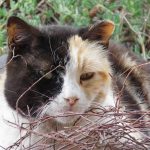 A calico cat peacefully lying outdoors surrounded by twigs and foliage.
