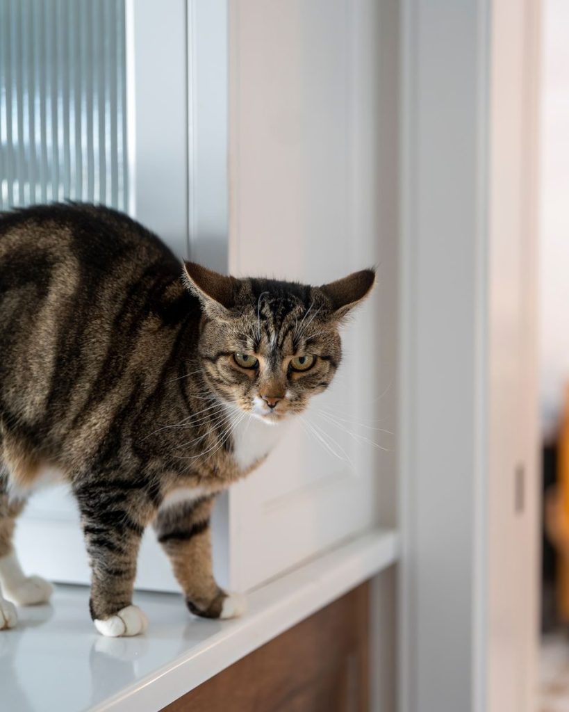 A tabby cat with striking features poses indoors near a window with a curious expression.