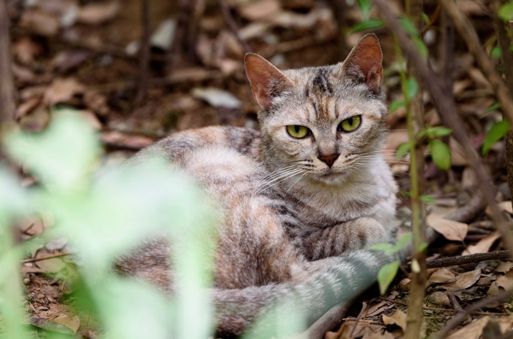 Close-up of a wild tabby cat with green eyes resting outdoors among leaves.