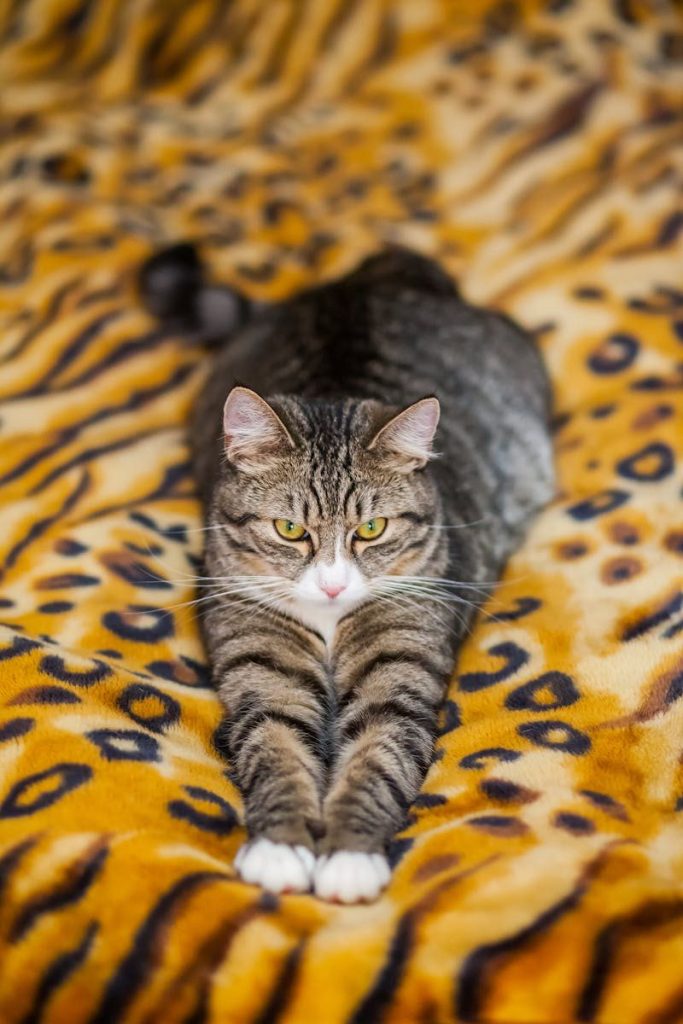 A relaxed tabby cat stretches on a vibrant leopard print blanket indoors.