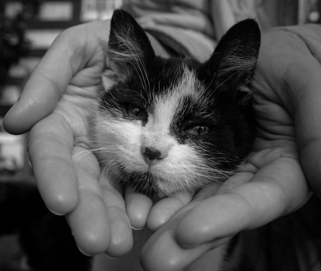 Close-up of a black and white cat cradled gently in hands, İstanbul.