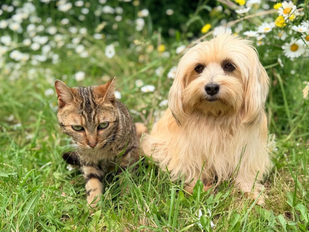 A Bengal cat and fluffy dog sitting together in a grassy field dotted with wild daisies.