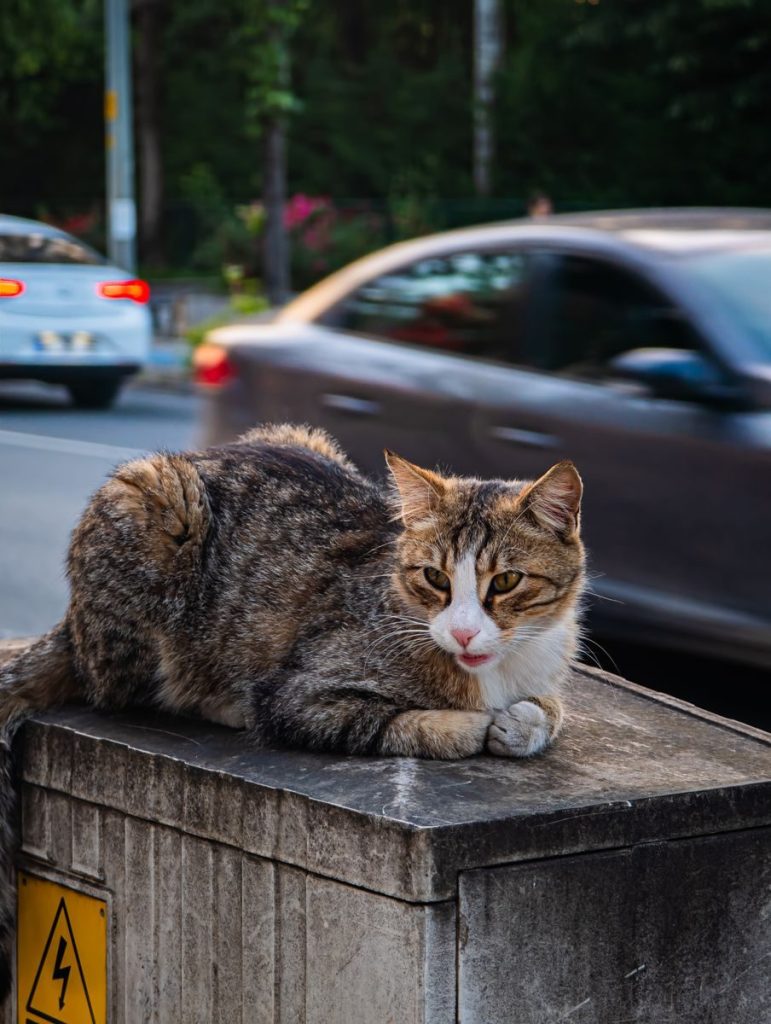 A street cat rests on an electric box beside a busy road with blurred cars passing by.