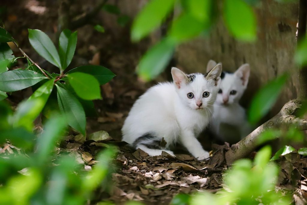 Adorable white kittens with black spots hiding in the lush green forest.