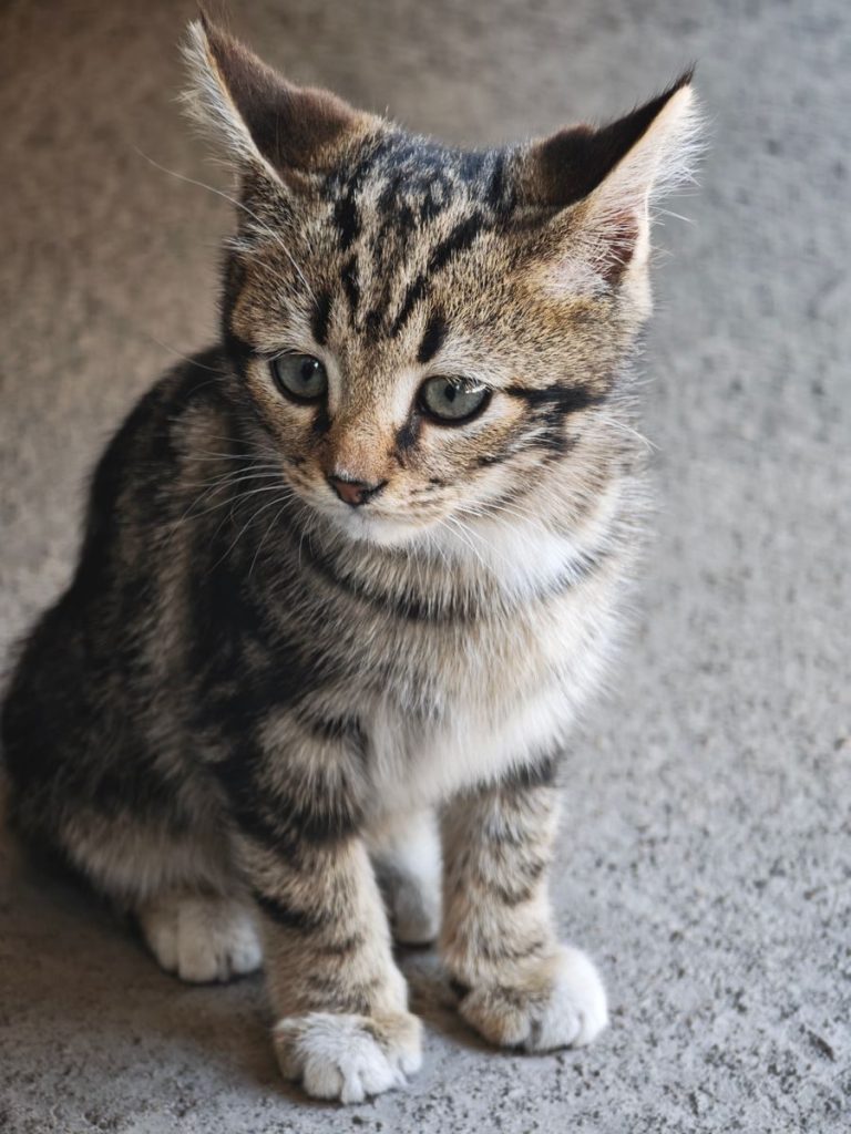 Cute tabby kitten with striking coat pattern sitting on a textured floor.