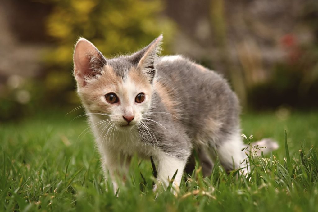 Cute kitten with calico fur curiously explores lush green garden, embodying playful innocence.