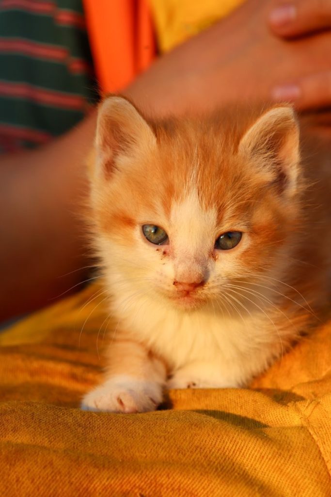 Adorable ginger kitten lying comfortably on a colorful blanket in warm sunlight.