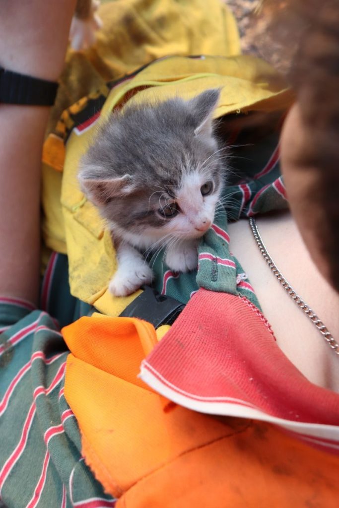 Adorable gray and white kitten peeking out from vibrant, colorful clothing, showcasing a tender moment.