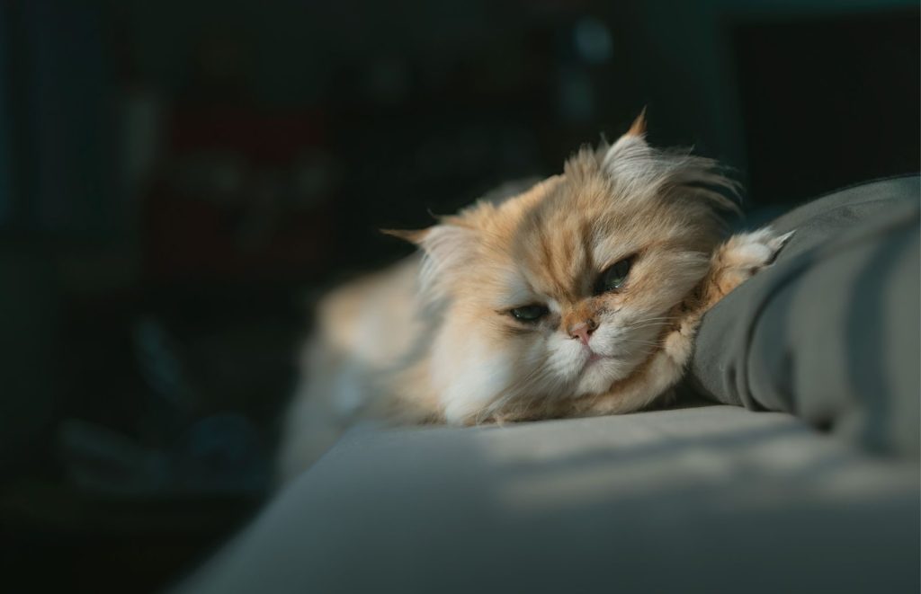 A fluffy Persian cat enjoys the warmth of sunlight indoors, exuding a peaceful mood.