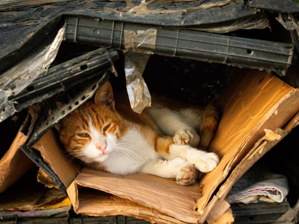 A ginger and white cat nestled comfortably in a makeshift shelter of cardboard and debris.