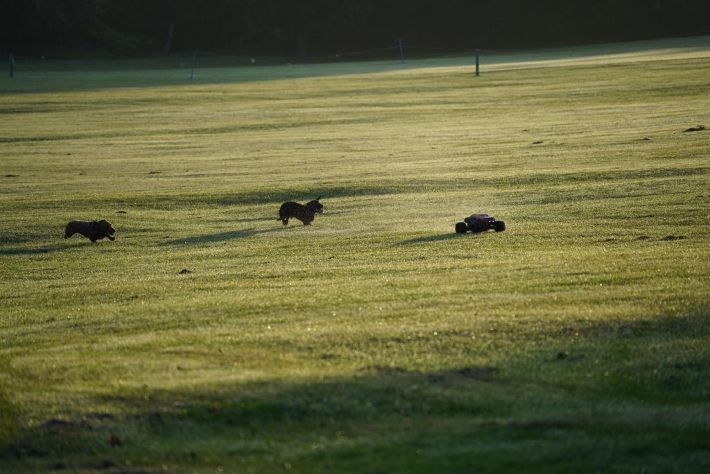 Two dogs energetically chase a remote control car across a vibrant green field in a lively outdoor scene.